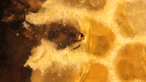Arbeiterin füllt Honig in eine Honigzelle